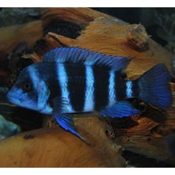 Cyphotilapia Frontosa Blue Zaire Moba 25-30cm (2mâles + 1 femelles)