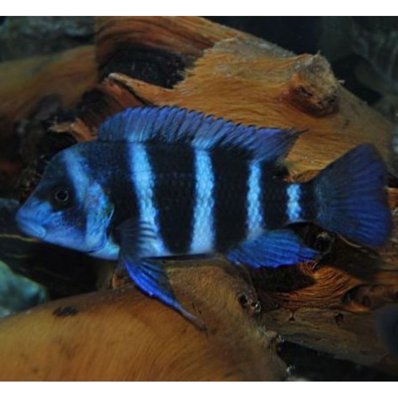 Cyphotilapia Frontosa Blue Zaire Moba 25-30cm (2mâles + 1 femelles)