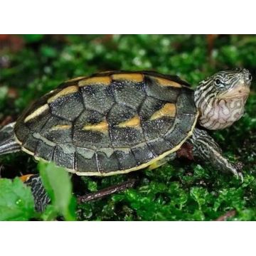 Mauremys(Ocadia) Sinensis 4-5 cm lot de 2