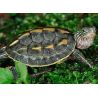 Mauremys(Ocadia) Sinensis 4-5 cm lot de 2