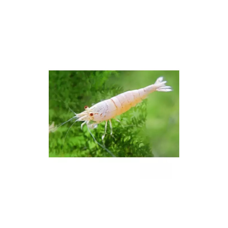 Caridina cantonensis CRS Golden Bee Caridina cantonensis CRS Golden Bee