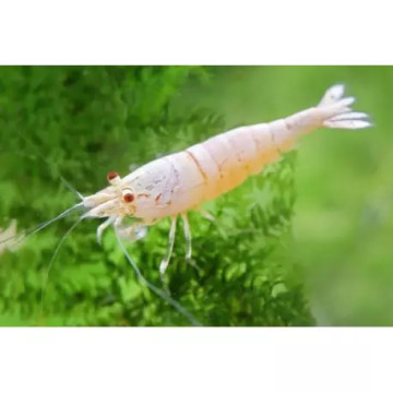 Caridina cantonensis CRS Golden Bee Lot de 2