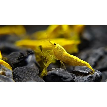 Neocaridina Davidi Ultra Gold