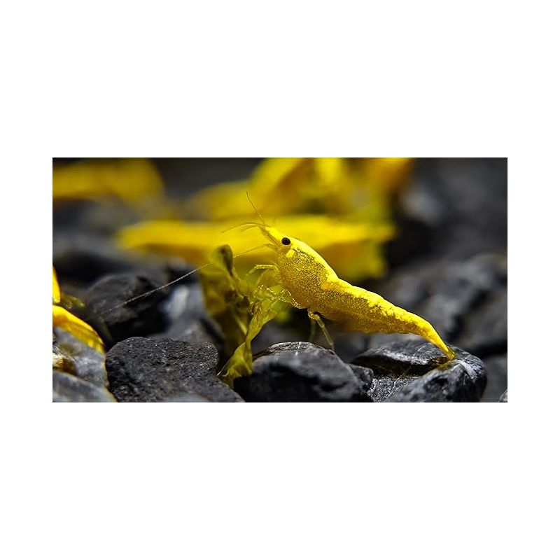 Neocaridina Davidi Ultra Gold