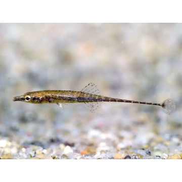 Indostomus crocodilus Lot de 5