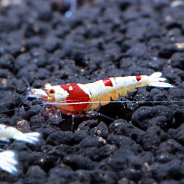 Caridina cantonensis Red Crystal A XL