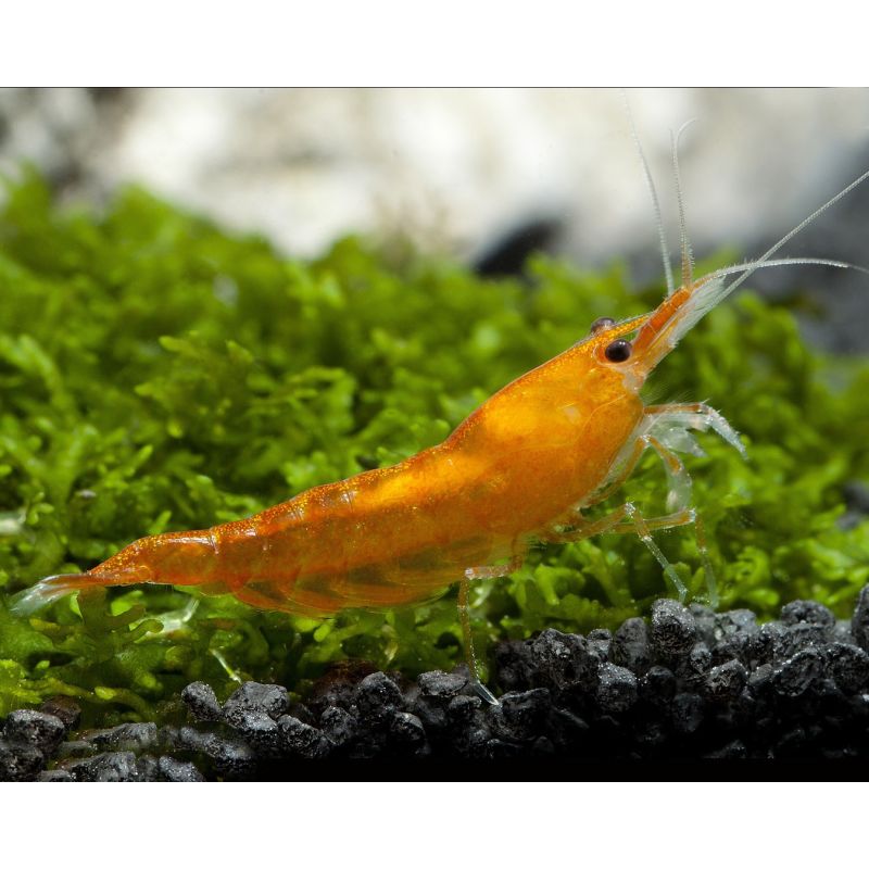 Neocaridina davidi Orange Sunkist Neocaridina davidi Orange Sunkist