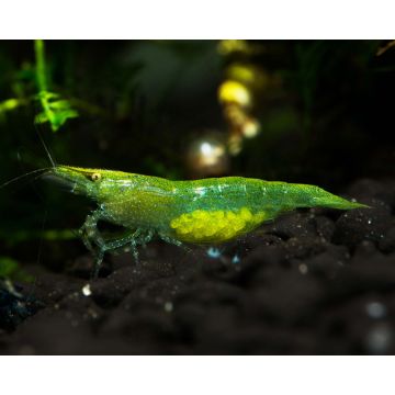 Caridina babaulti Green