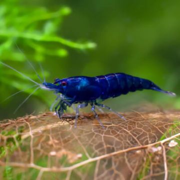 Neocaridina davidi Ultra Blue