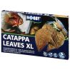 Hobby Nano Catappa Leaves XL - Feuilles de badamier x12