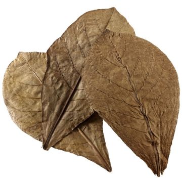 Hobby Nano Catappa Leaves XL - Feuilles de badamier x12