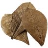 Hobby Nano Catappa Leaves XL - Feuilles de badamier x12