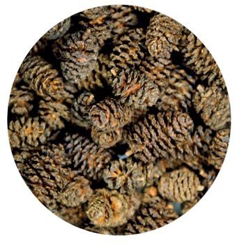 Hobby Alder Cones 50st