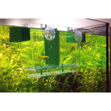 Hobby Pondoir nido 2