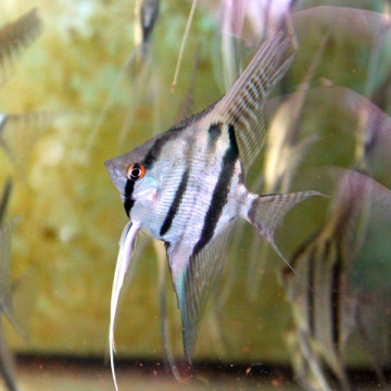 Pterophyllum Scalare Rio Nanay (F1) 4-5 cm