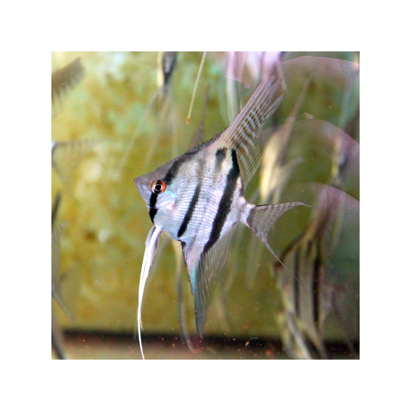 Pterophyllum Scalare Rio Nanay (F1) 7-8 cm lot de 2 34,50 € Pterophyllum Scalare Rio Nanay (F1) 7-8 cm lot de 2 34,50 €