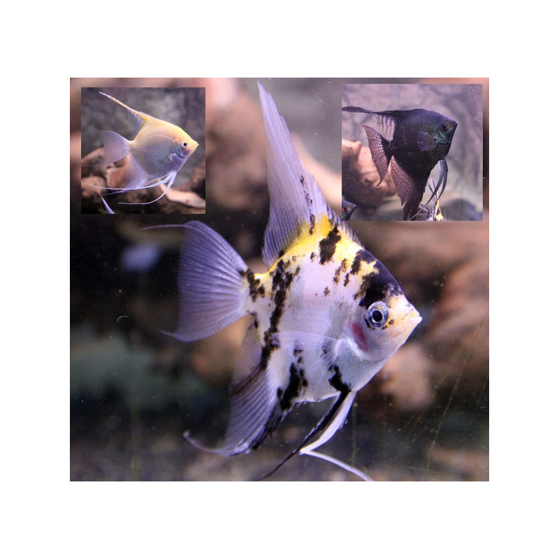 Pterophyllum Scalaire assortis lot de 5+1 offert 19.50€