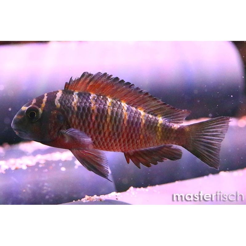 Tropheus Moorii Moliro Tropheus Moorii Moliro