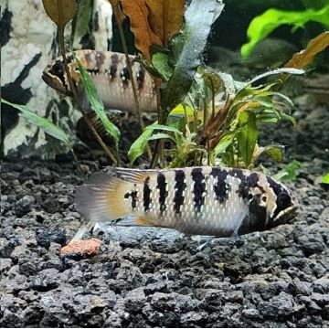 Nannacara adoketa koppel 3-4cm