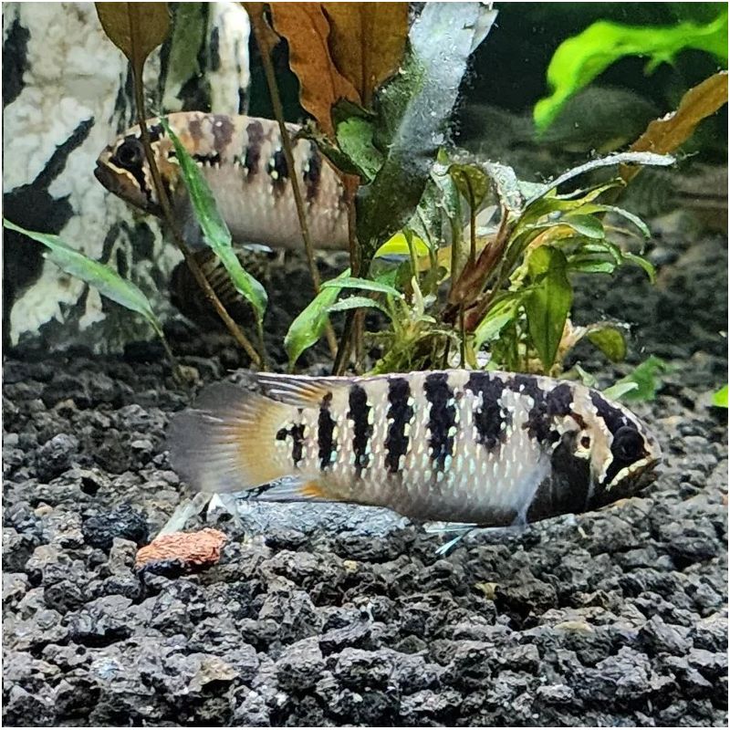 Nannacara adoketa koppel 3-4cm