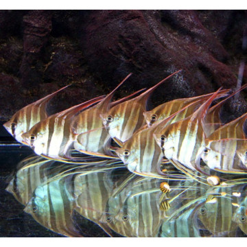 Pterophyllum-Scalaires Altum Orinoco 10-12 cm