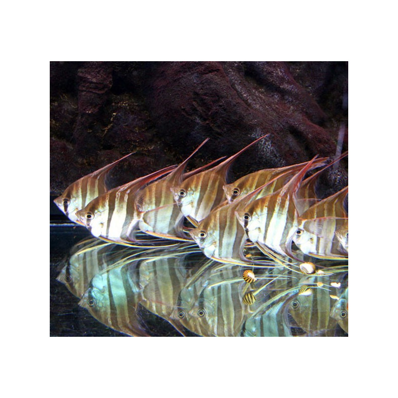 Pterophyllum-Scalaires Altum Orinoco F1(jeunes de sauvages) 8-10 cm  superbes et parfaitement acclimatés.