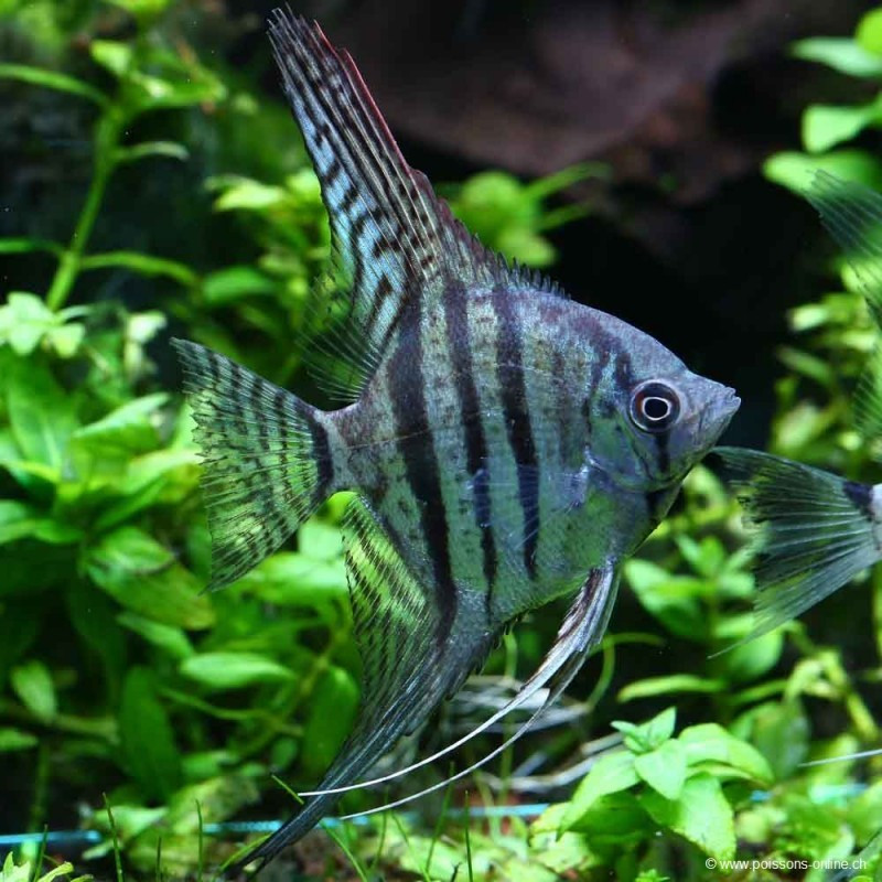 Pterophyllum-Scalaires zébrés bleus 6-7 cm le lot de 2 22,00 €
