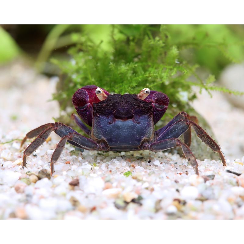 FEMELLE CRABE VAMPIRE "Geosesarma bogorensis"  FEMELLE CRABE VAMPIRE "Geosesarma bogorensis"