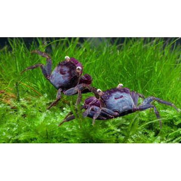 Krab koppel VAMPIRE "Geosesarma bogorensis"