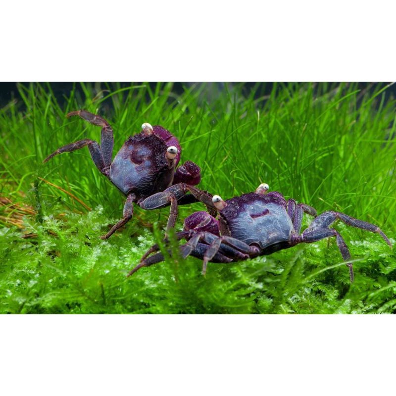 COUPLE CRABE VAMPIRE "Geosesarma bogorensis"