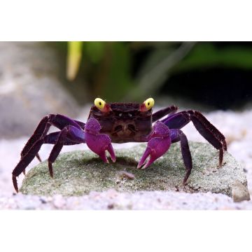 FEMELLE CRABE VAMPIRE "Geosesarma dennerle"