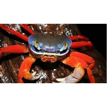 Cardisoma Armatum - crabes Tricolors du Nigeria 6-8cm 14,50 €