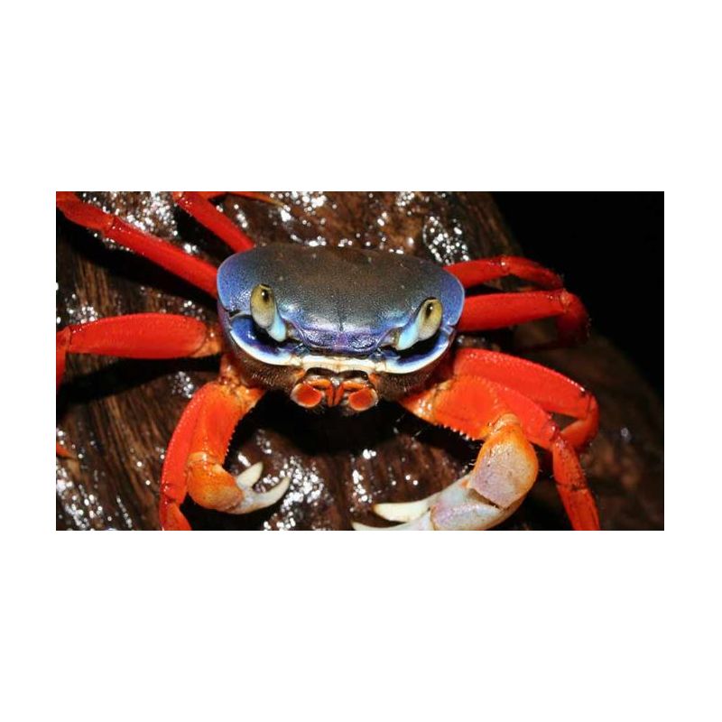 Cardisoma Armatum - driekleurige krabben uit Nigeria 6-8cm