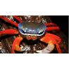Cardisoma Armatum - crabes Tricolors du Nigeria 6-8cm 14,50 €