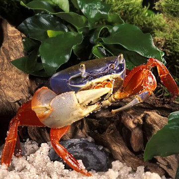 Cardisoma Armatum - crabes Tricolors du Nigeria 6-8cm