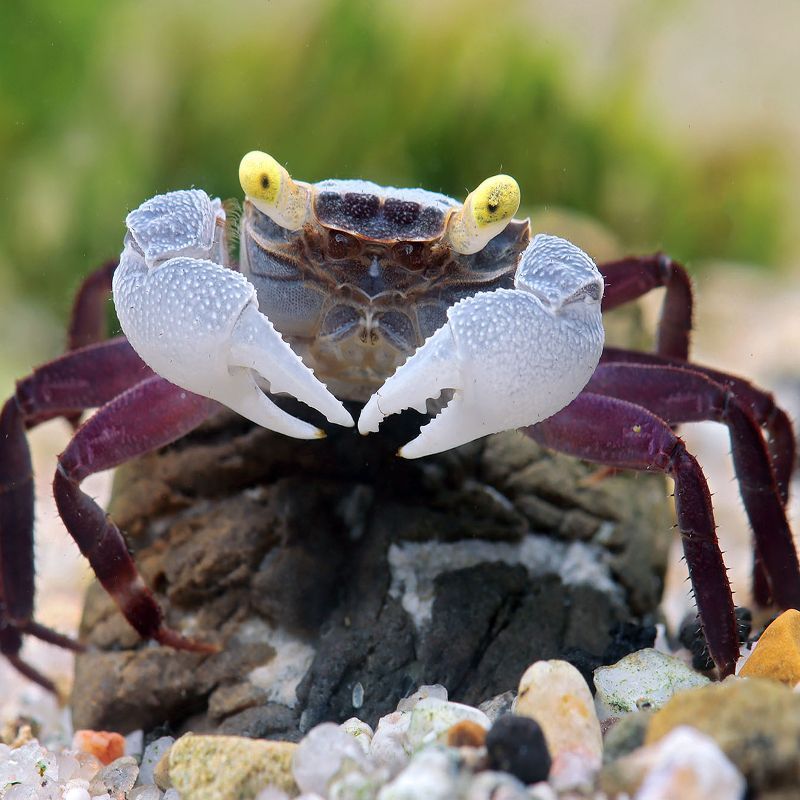 FEMELLE CRABE VAMPIRE "Geosesarma indigo" FEMELLE CRABE VAMPIRE "Geosesarma indigo"