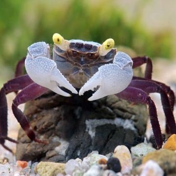 COUPLE CRABE VAMPIRE "Geosesarma dennerle"