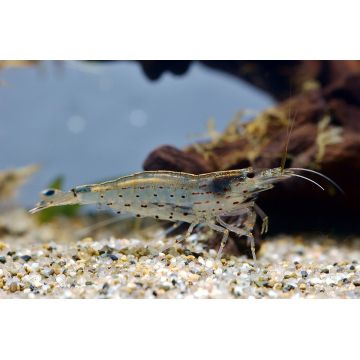 Caridina Japonica - Crevette Japonica Medium (2-3cm) *