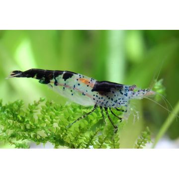 Neocaridina Denticulata carbon Rili