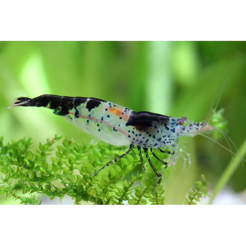 Neocaridina Denticulata carbon Rili *