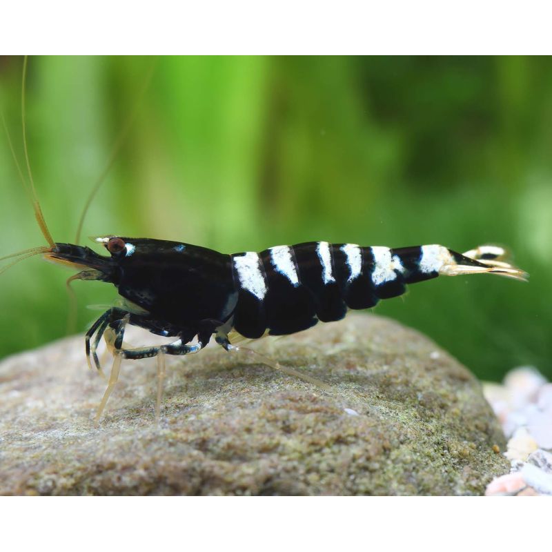 Caridina pinto black lot de 5 49,50 € Caridina pinto black lot de 5 49,50 €
