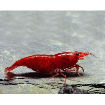 Neocaridinia davidi bloody mary XL 6,50 €
