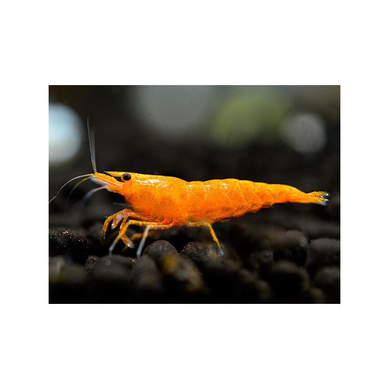 Neocaridinia davidi orange lot de 8 27,50 € Neocaridinia davidi orange lot de 8 27,50 €