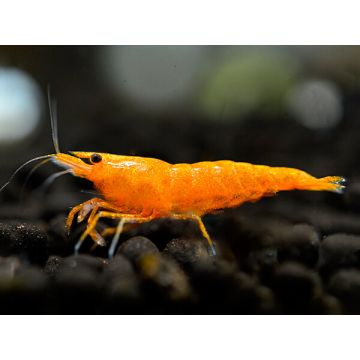 Neocaridinia davidi orange  4,50 €