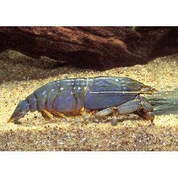 filtreuse géante du Gabon - Atya Gabonensis 6-8 cm 14,50 €