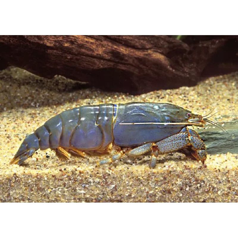 Crevettes filtreuse géante du Gabon - Atya Gabonensis * 6-8 cm lot de 2 