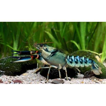 Cherax Sp Peacock 10-12cm