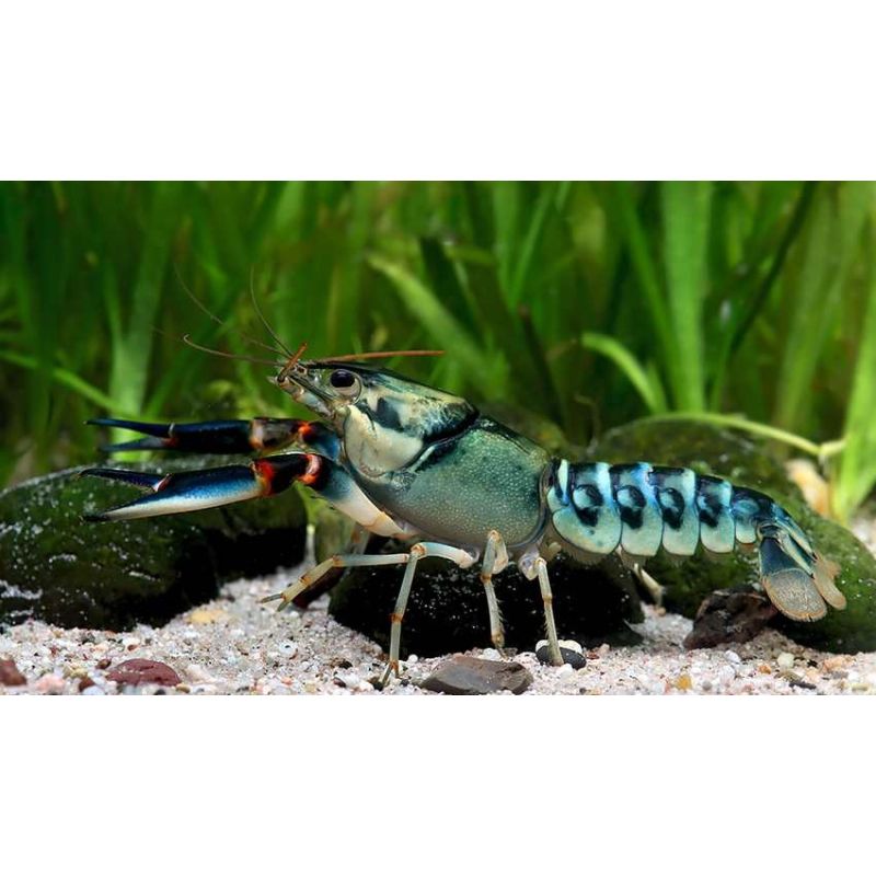 Cherax Sp Peacock 10-12cm