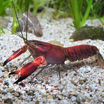 Écrevisse rouge Chilli - Cherax boesemani lot de 2 29,50 €