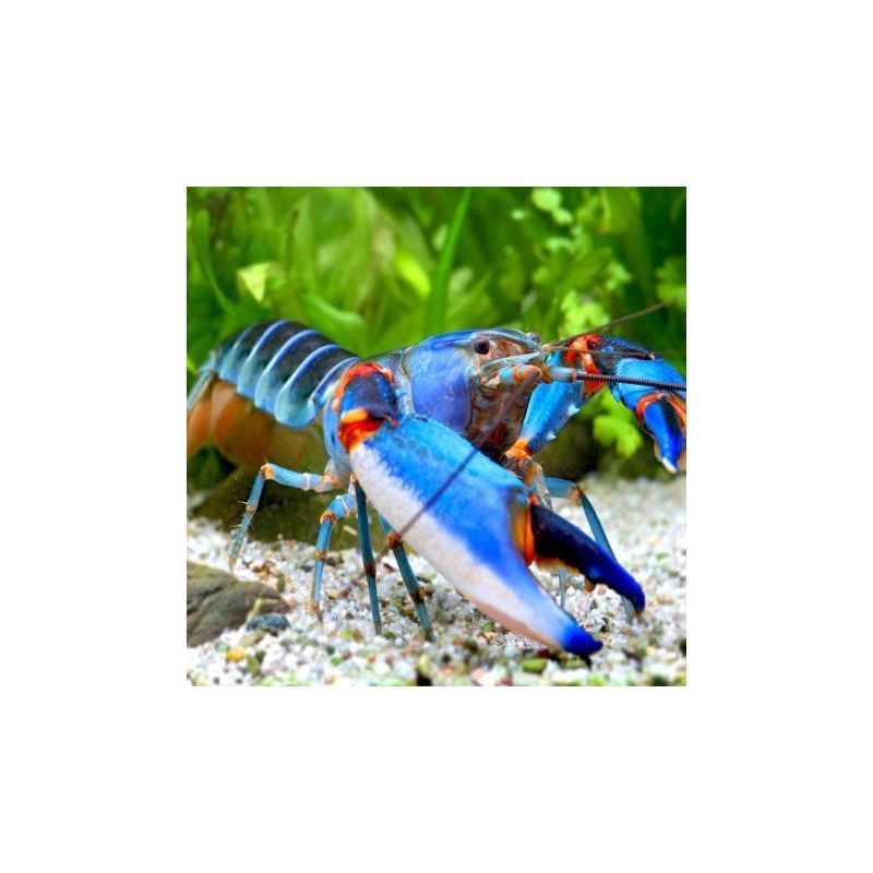 Écrevisse bleue tigrée - Cherax albertisii 8-10cm 12,50 € Écrevisse bleue tigrée - Cherax albertisii 8-10cm 12,50 €